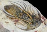 Spiny Kolihapeltis Trilobite - Large For Species #108239-1